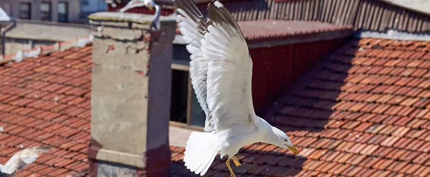 Residential Chimney Animal Removal Solution in Darien, IL